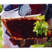 Du-jardin-au-rucher